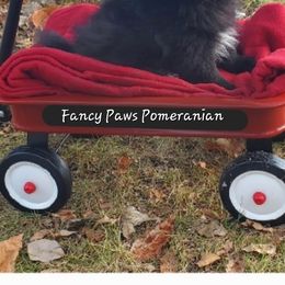 Pomeranian Puppies from Fancy Paws Pomeranian