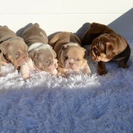 Boy 1 - Fawn Bulldog puppy in Norco, California from Alizah Bulldogs