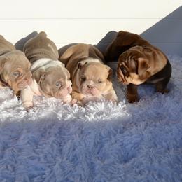 Boy 1 - Fawn Bulldog puppy in Norco, California from Alizah Bulldogs