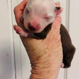 Red Tri Girl - Red tri-color female Miniature American Shepherd puppy in Greenboro, North Carolina from Rustlingrass Miniature American Shepherds