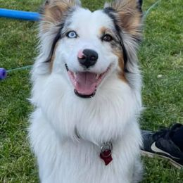 Australian Shepherds from Wild Magic Aussies