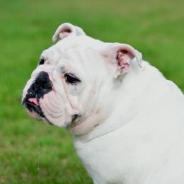 Harley - English Bulldog