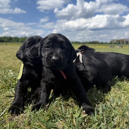 Labrador Retriever Puppies from Sleepy Hound Farm