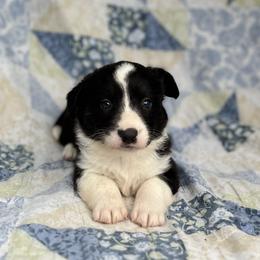 Ella - Black and white female Cardigan Welsh Corgi puppy in Hope, Arkansas from Foxy Knoll Farm