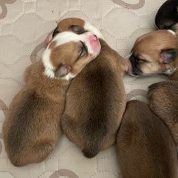 Pembroke Welsh Corgi Puppies from Mesa Acre