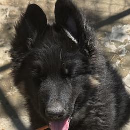 German Shepherd Puppies from Brooks High Quality Breeders