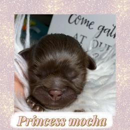 Princess mocha - Chocolate female Shih Tzu puppy in Coolidge, Arizona from Shih Tzu’s  ‘N’ Love