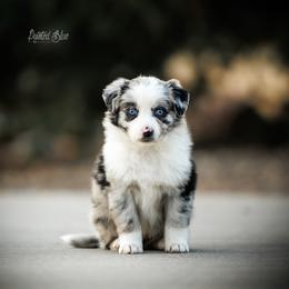 Monomoy Girl - Blue merle female Miniature American Shepherd puppy in Herriman, Utah from Painted Blue Aussies