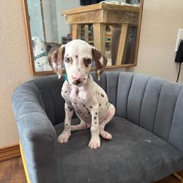 Simon - HUA - White and liver brown male Dalmatian puppy in Mount Vernon, Missouri from Spots & Spirals