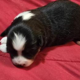 Jar Jar Binks - Black tri male Miniature American Shepherd puppy in Vancouver, Washington from BonDrew's Miniature American Shepherds