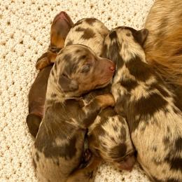 Finn - Dapple male Dachshund puppy in Riverton, Wyoming from Wild Rose Ridge Doxies