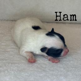 Ham - Black parti male Pomeranian puppy in Lexington, Oklahoma from BooneDox Miniature Dachshunds