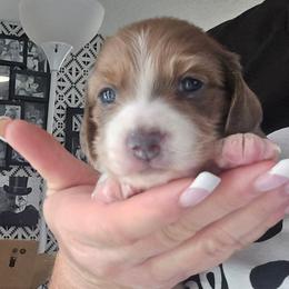 Blue based shaded cream piebald - Blue and cream female Dachshund puppy in Port Charlotte, Florida from Vicki's Dachshund Crossing