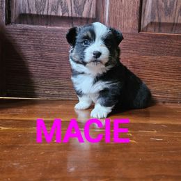 Pembroke Welsh Corgi Puppies from McGraw's Paws 🐾