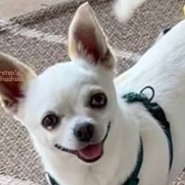 Libby - Chihuahua
