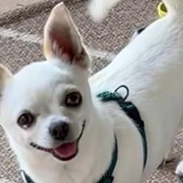 Libby - Chihuahua