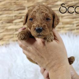 Scotch - Red  male Goldendoodle puppy in Casa Grande, Arizona from AzDoodle Dandies