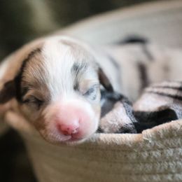Jackson - Blue merle and white male American Corgi puppy in Plains, Montana from Diamond Corgis