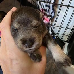 Hazel Bell - Liver female Miniature Schnauzer puppy in Fredericksburg, Virginia from Liver Legends
