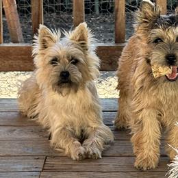 Australian Cattle Dogs, Cairn Terriers, and German Shorthaired Pointers from Macushla Kennel