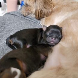 Shih Tzu Puppies from Chimera Shih Tzu