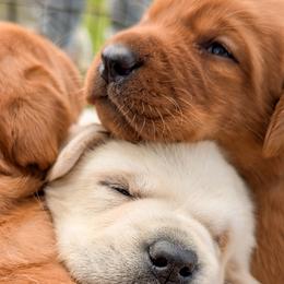 Labrador Retrievers from Copper Meadow Retrievers