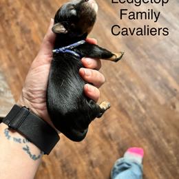 Blue - Black and tan male Cavalier King Charles Spaniel puppy in Greenleaf, Wisconsin from Ledgetop Family Cavaliers