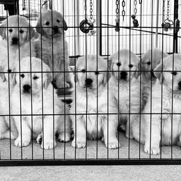 Golden Retriever Puppies from Caliber Golden Retriever’s