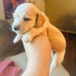 Cider - Cream female Dachshund puppy in Caddo, Oklahoma from Caddo Hills Puppies