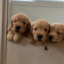 Golden Retriever Puppies from Liberty LionsWatch Goldens and Havanese