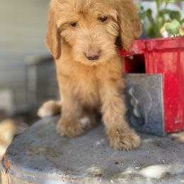 Aussiedoodle, Poodle, and Saint Berdoodle Puppies from Remington Kennels, LLC