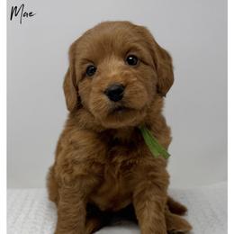 Mae - Apricot female Australian Labradoodle puppy in Sacramento, California from Little Farmstead Labradoodles
