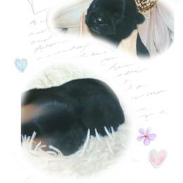 Crumpet - Black male Shih Tzu puppy in Bethpage, Tennessee from Tennessee's Treasured Shih Tzus