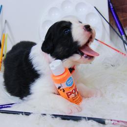 Australian Shepherd Puppies from Cooper Ridge Aussies