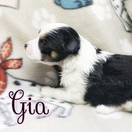 Chihuahua and Chinese Crested Puppies from Western Kentucky Chihuahua’s and Chinese Crested’s