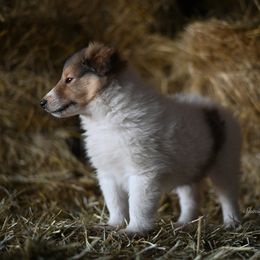 Eagle - White Collie puppy in Festus, Missouri from Shining R Rough Collies