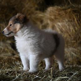 Eagle - White Collie puppy in Festus, Missouri from Shining R Rough Collies