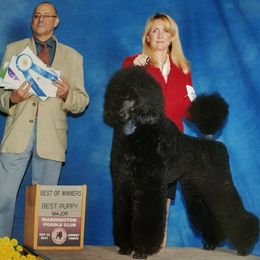 Poodles from Ann Fischer's Poodles