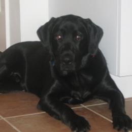 TORI - Labrador Retriever