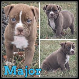 Major - Red and white male Olde English Bulldogge puppy in Merrill, Michigan from Haase Family Kennels