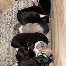 Miniature Australian Shepherd Puppies from 5 Star Mini Aussies