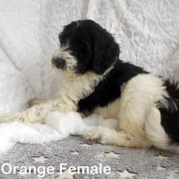 Goldendoodle Puppies from Shelby Doodles
