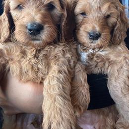 Goldendoodle Puppies from Sunnydoodle Utah