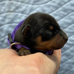 Diasy - Black and tan female Miniature Pinscher puppy in Lancaster, Missouri from White Stone Ranch