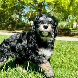 Black tri - female Australian Mountain Doodle puppy in Blue Springs, Missouri from Jeanie’s Doodles