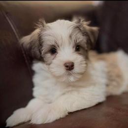 Chipper - Chocolate sable male Havanese puppy in Lancaster, South Carolina from 3 Bs Havanese-PUPPIES with  PURPOSE