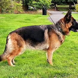 German Shepherds from Beau Ideal German Shepherds