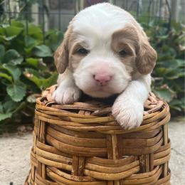 Bowser-Black - Yellow and white male Bernedoodle puppy in Casper, Wyoming from 307 Doodles