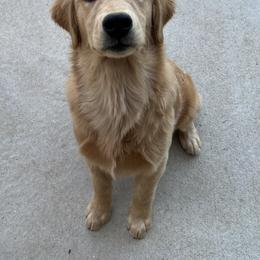 Golden Retriever Puppies from Evergrace Goldens