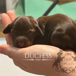 Dachshund Puppies from 208 Dox Dynasty